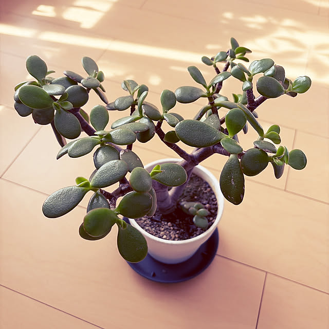 Nowaさんの実例写真