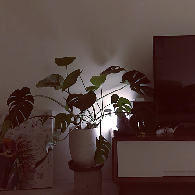 観葉植物/部屋全体のインテリア実例 - 2020-03-27 02:05:15