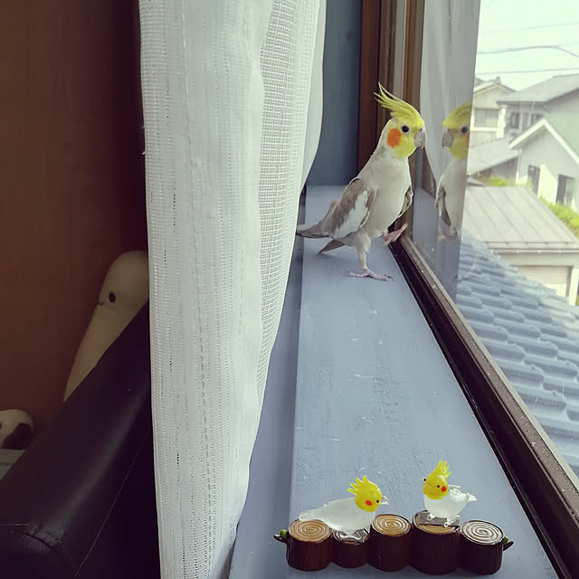 amanojakuさんの実例写真