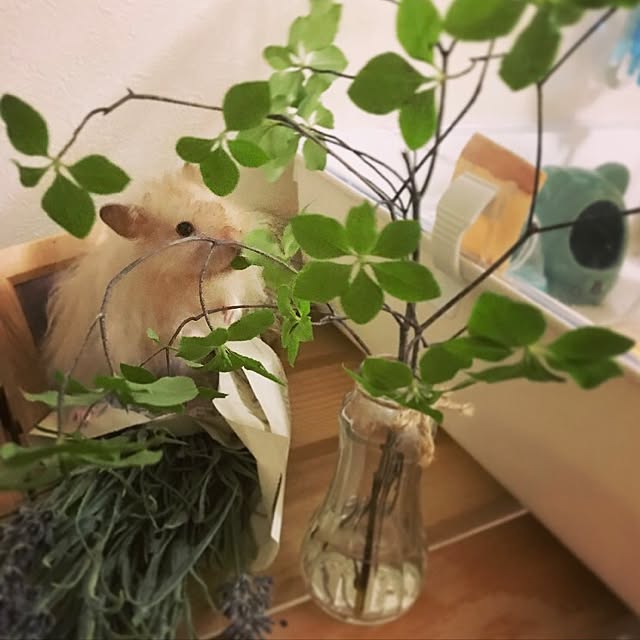 emiさんの実例写真