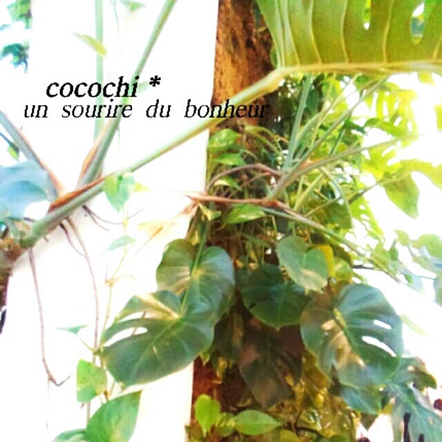 cocochiさんの実例写真