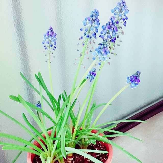 asa.homeさんの実例写真