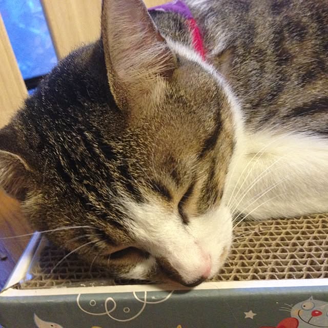 MIMICAさんの実例写真