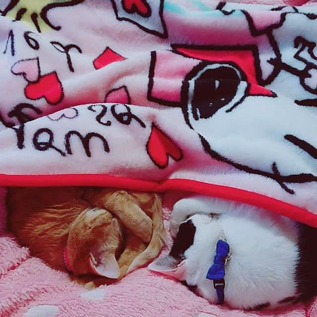 asuminさんの実例写真