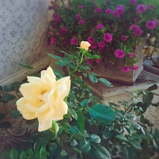 choさんの実例写真