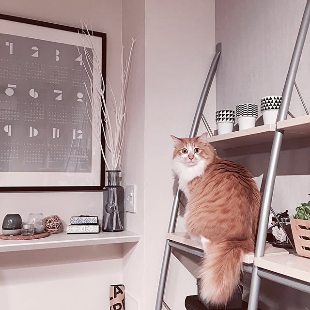 Reikoさんの実例写真