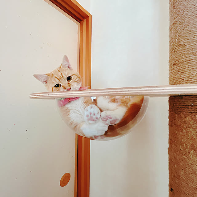 moolさんの実例写真