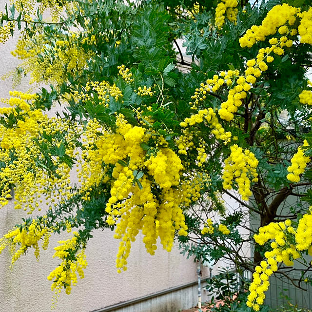 masumiさんの部屋