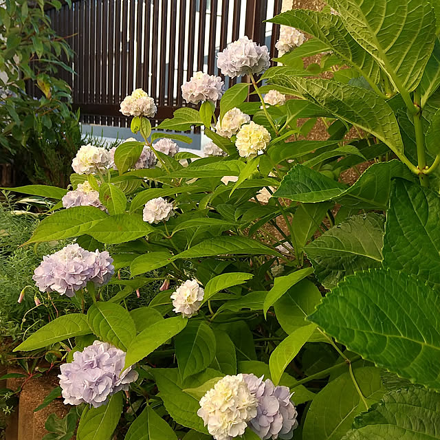 Renさんの実例写真