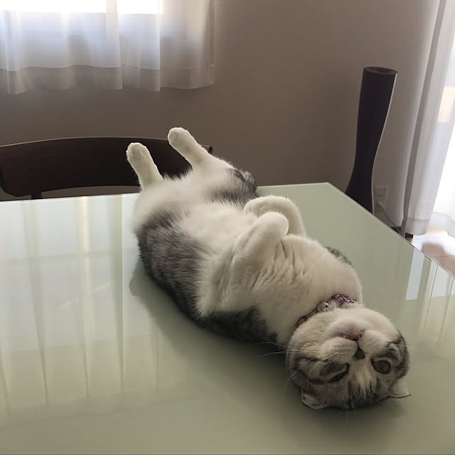 Dahliaさんの実例写真