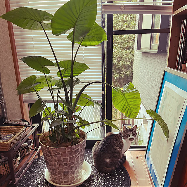 jijiさんの実例写真