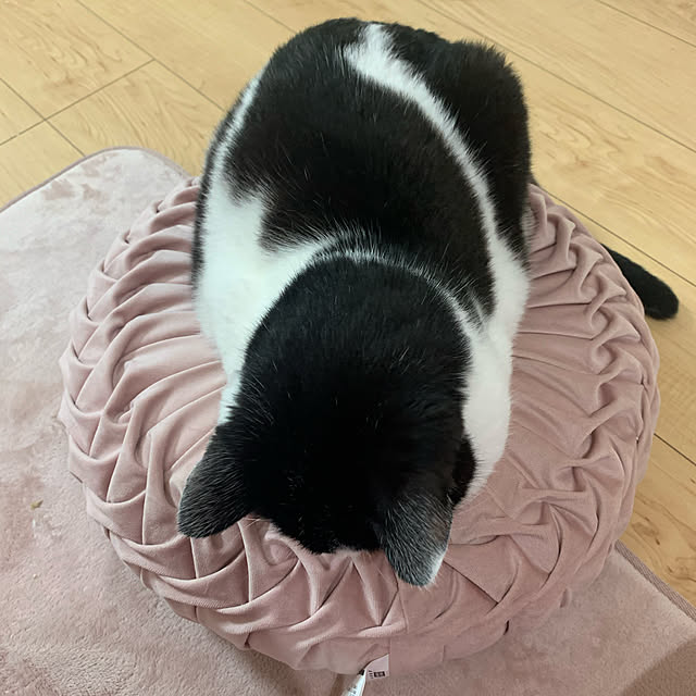 necosukiさんの実例写真
