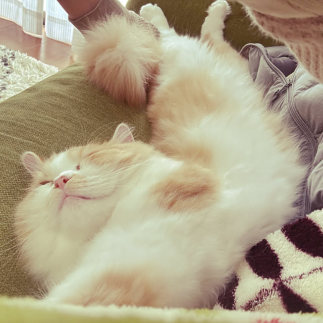 junさんの実例写真