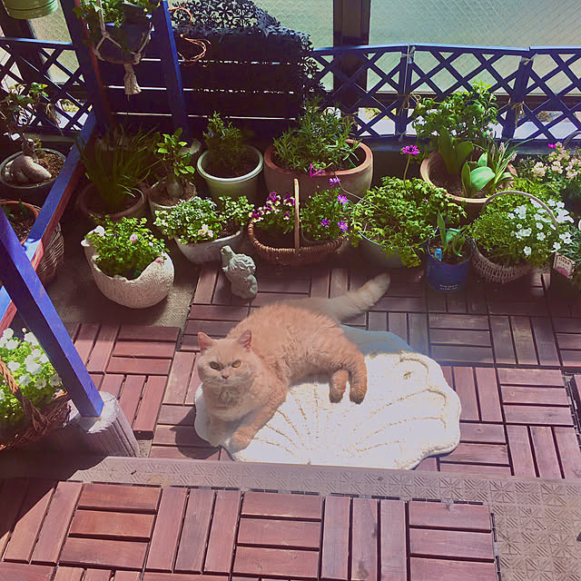 naokoさんの実例写真
