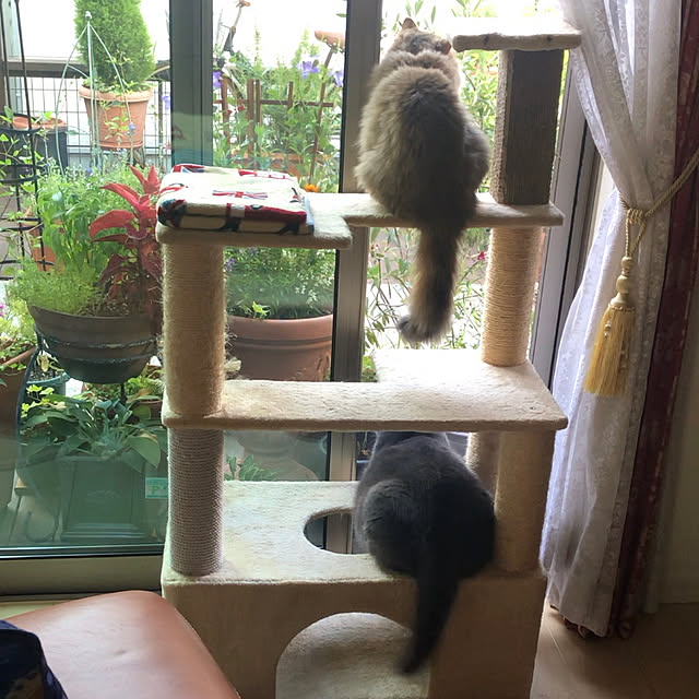forteさんの実例写真