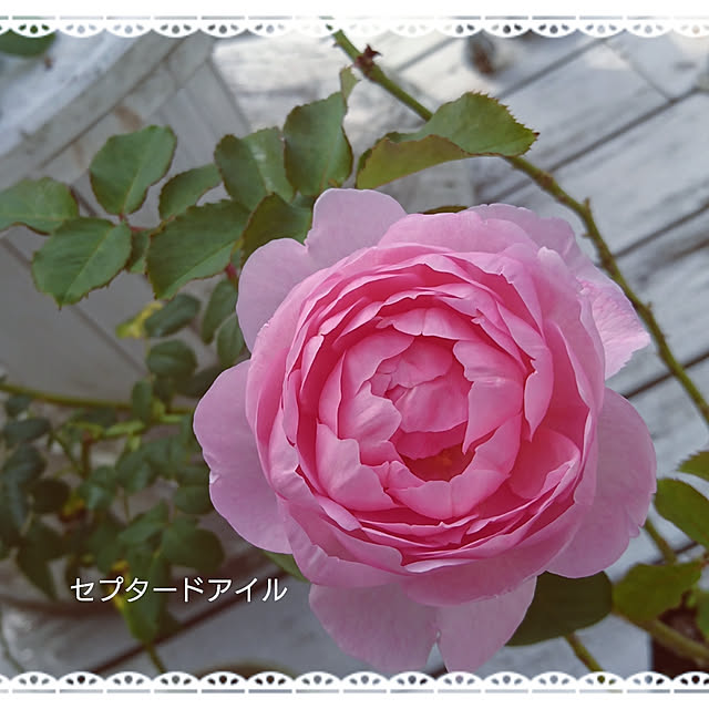 kiyosukeさんの実例写真