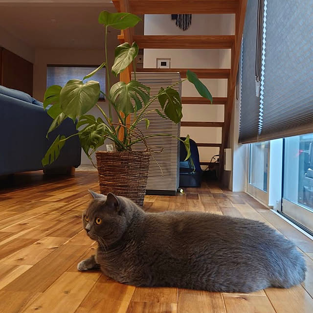 skr39さんの実例写真