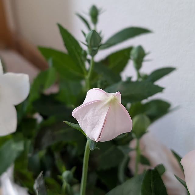 KOHAKUさんの実例写真