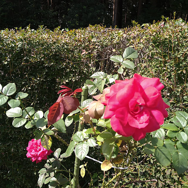 y.ebihara0811さんの実例写真