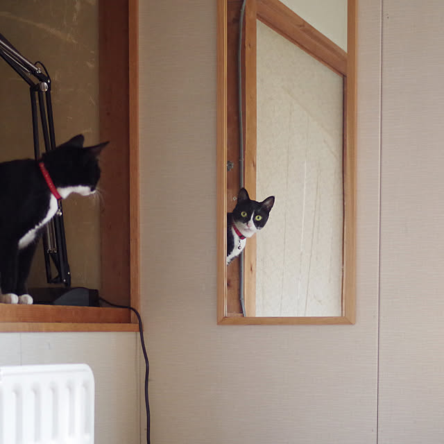 nejimakiさんの実例写真