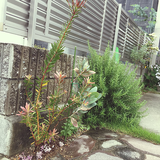 zoさんの実例写真
