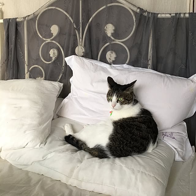 Shihoさんの実例写真