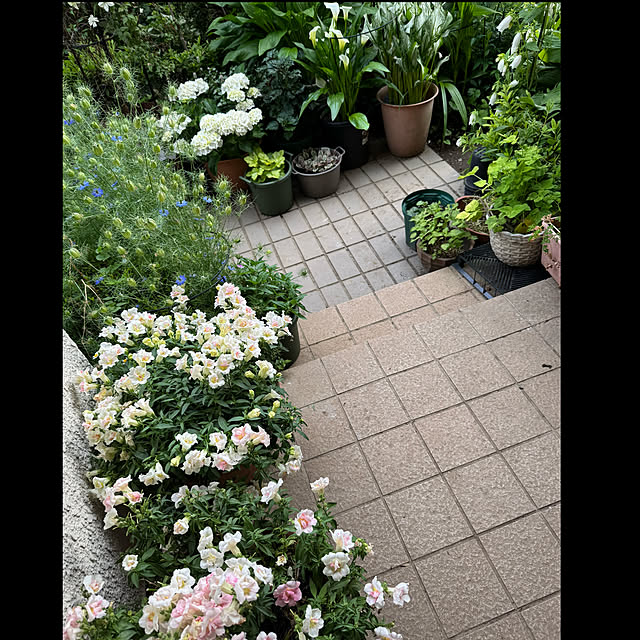 mamizaさんの実例写真