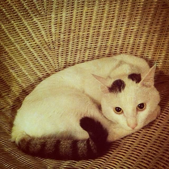 Toshikoさんの実例写真