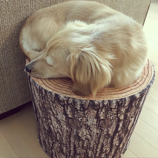 uninekoさんの実例写真