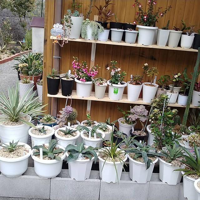 koshiregutyoさんの部屋