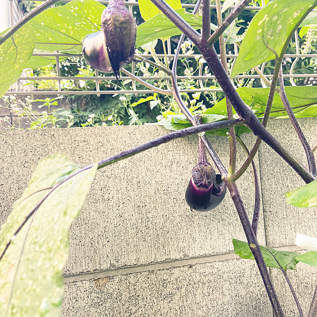 Haruさんの部屋