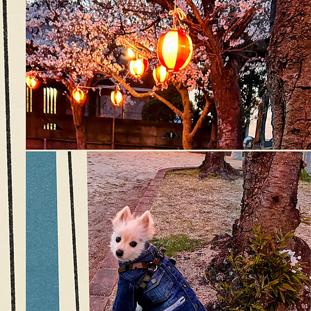 akaidarumaさんの部屋
