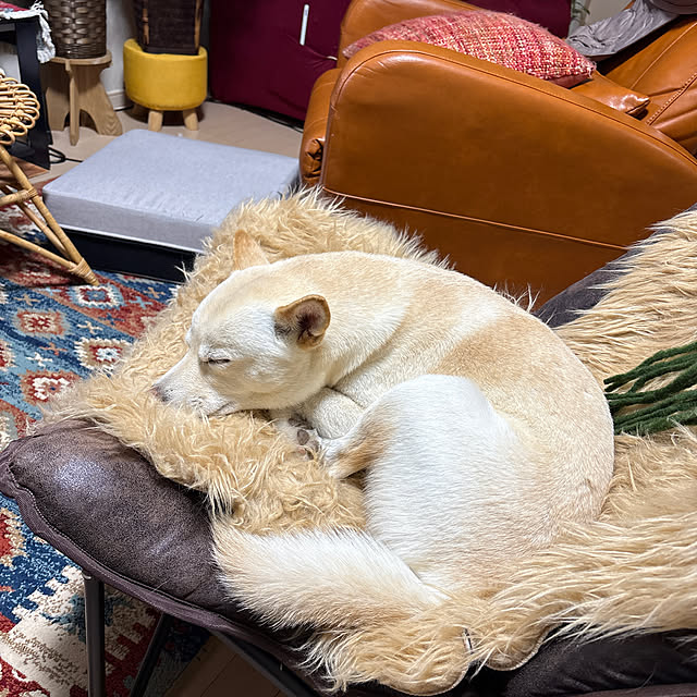 Toyomiさんの実例写真