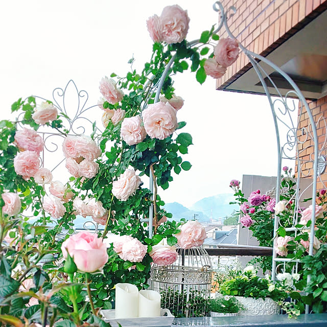 twinkle-butterfly38さんの実例写真