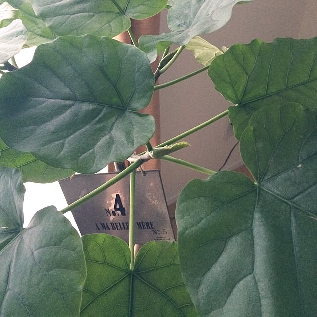akko-rinさんの実例写真