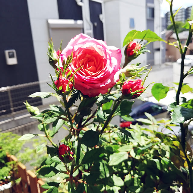 kazuさんの実例写真