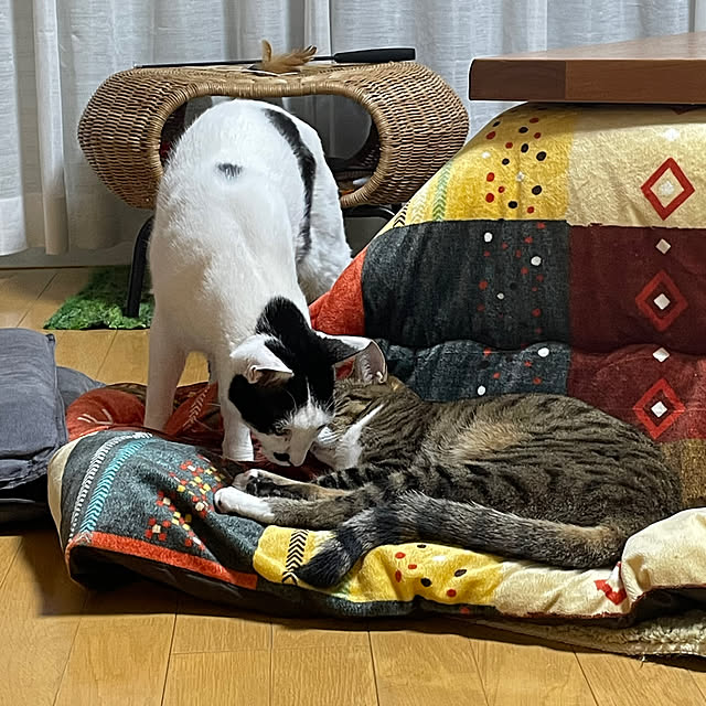 nobikoさんの部屋
