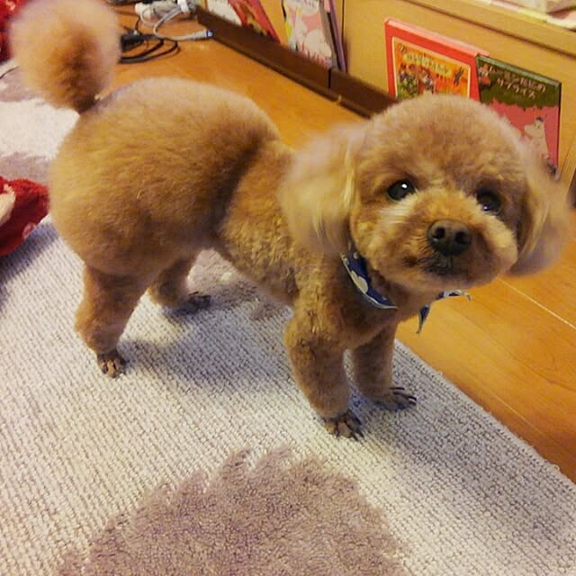 chipinoさんの実例写真