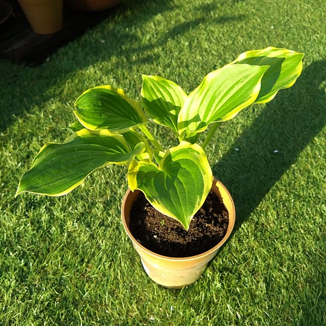 kakkaさんの実例写真