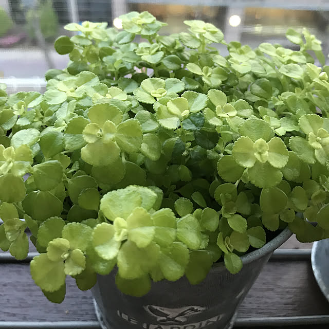 ベッド周り/植物のインテリア実例 - 2018-04-23 18:24:06