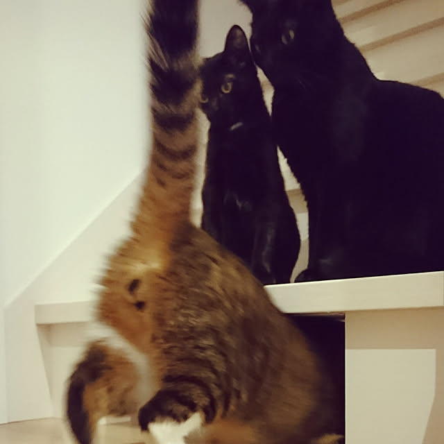 shiiiさんの実例写真