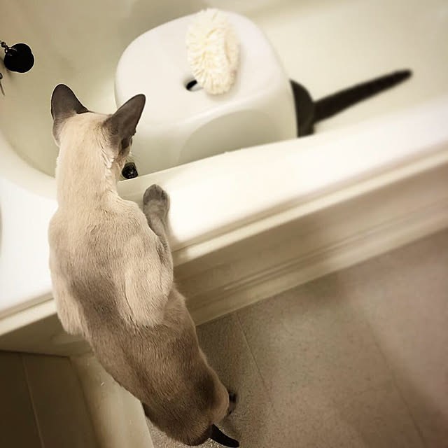 mujinekoさんの実例写真