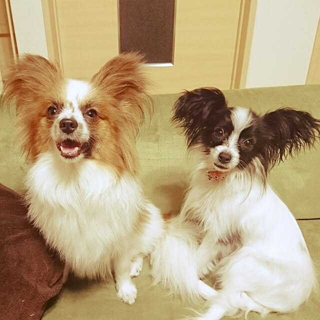 HachIさんの実例写真