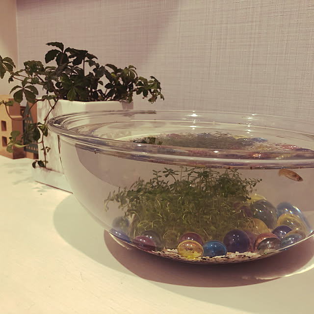 メダカの水槽/こどもと暮らす/メダカのいる暮らし/玄関/入り口のインテリア実例 - 2021-05-17 19:36:43