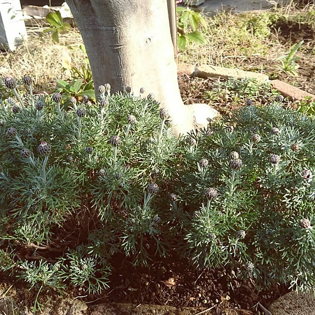 kiyosukeさんの実例写真