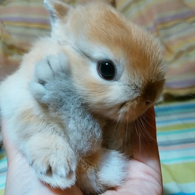 ChocolateNandasさんの実例写真
