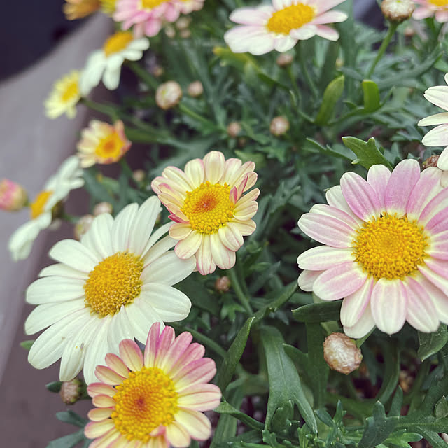 namecoさんの実例写真