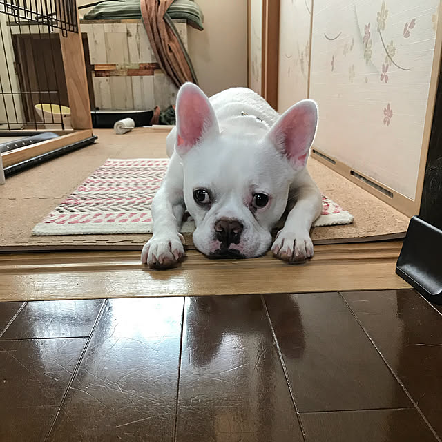 gin_mamaさんの実例写真