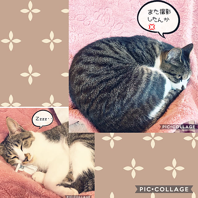 chamさんの実例写真