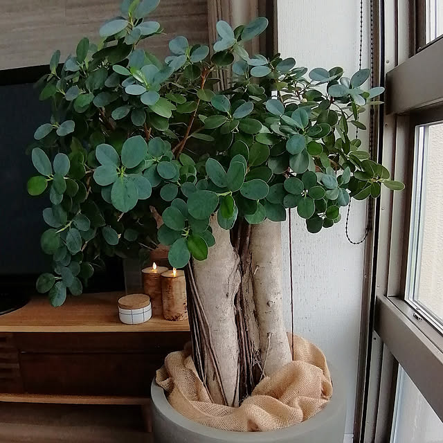 ponさんの実例写真